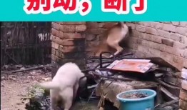 今日爆料搞笑视频下载,笑出腹肌的瞬间来袭！